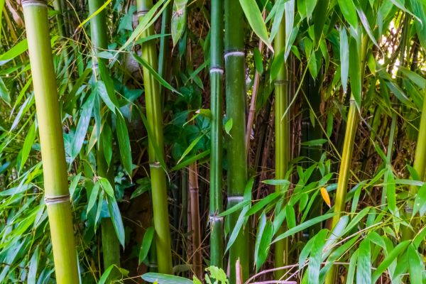 Bamboo Trimming in Yuba City