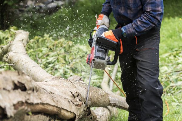 Branch Removal Service in Yuba City