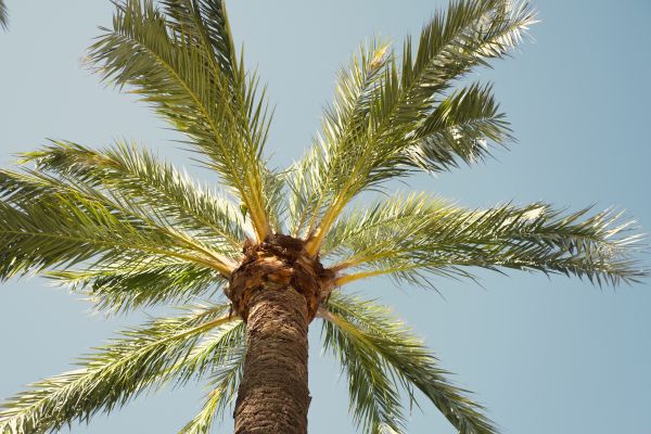 Palm Tree Pruning in Yuba City