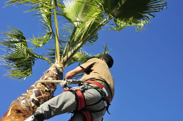 Palm Tree Trimming in Yuba City