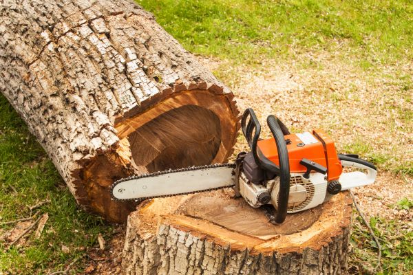 Tree Cutting Service in Yuba City