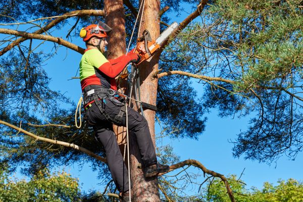 Tree Service in Yuba City