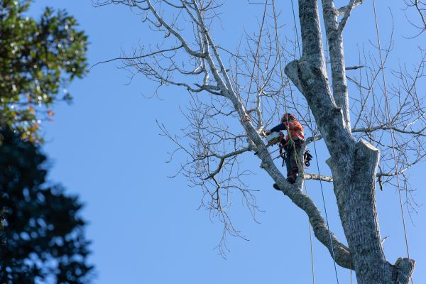 Tree Topping Service in Yuba City