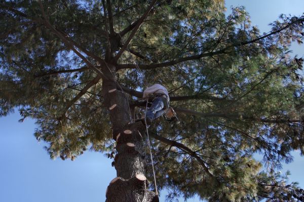 Trimming Service in Yuba City