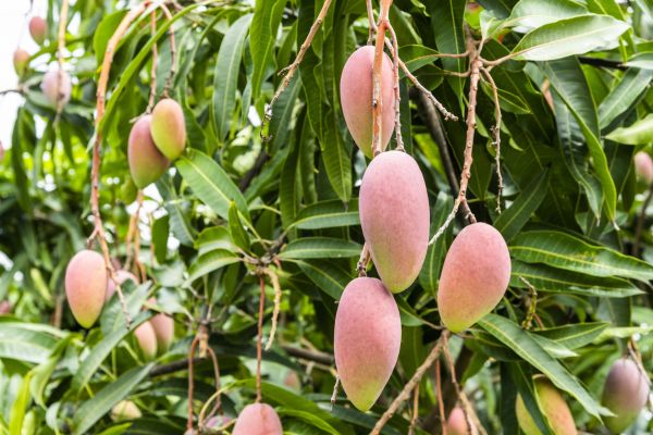 Mango Tree Trimming in Yuba City