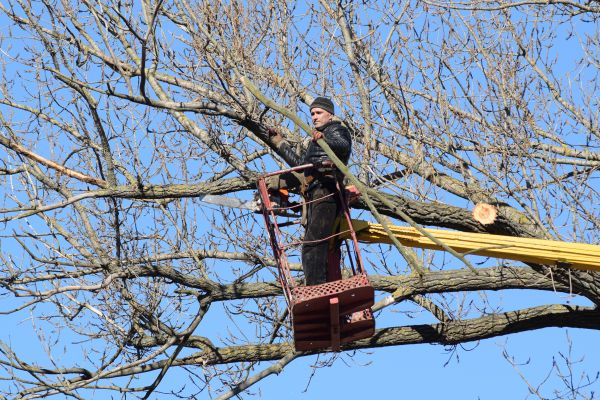 Emergency Tree Trimming in Yuba City