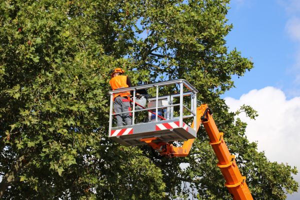 Commercial Tree Service in Yuba City