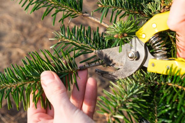 Pine Tree Pruning in Yuba City