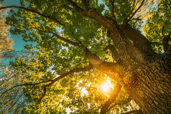 Oak Tree Pruning in Yuba City