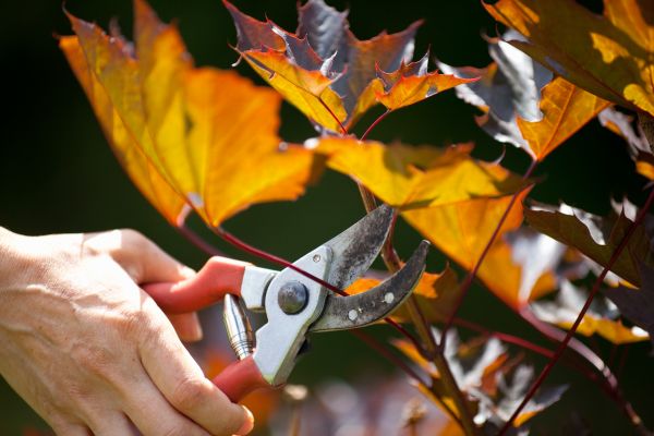 Maple Tree Pruning in Yuba City