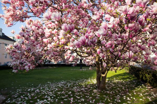 Magnolia Tree Pruning in Yuba City