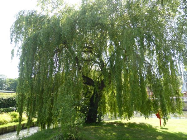Willow Tree Trimming in Yuba City