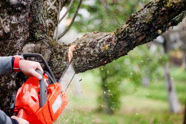 Tree Limbs Removal in Yuba City