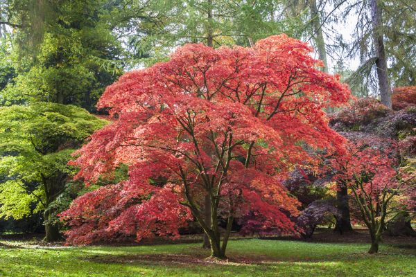Japanese Maple Pruning in Yuba City