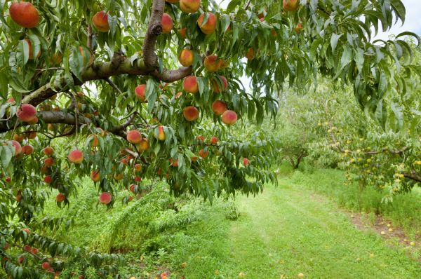Peach Tree Pruning in Yuba City