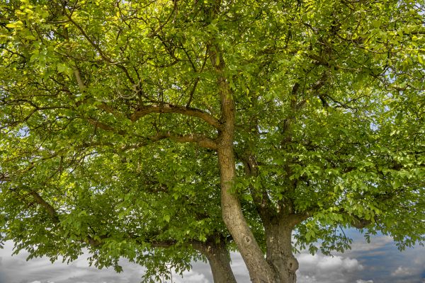Walnut Tree Trimming in Yuba City