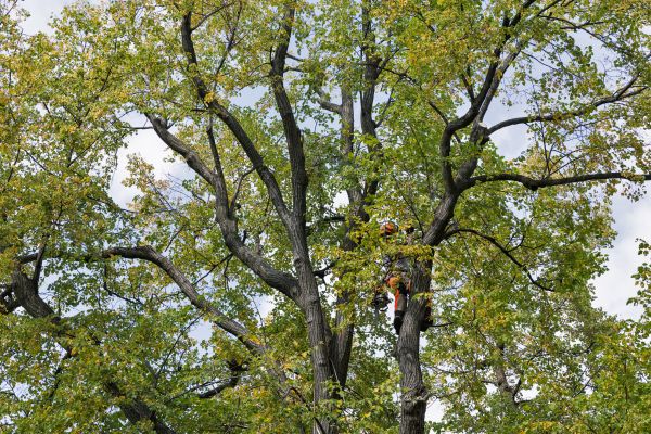 Tree Crown Shaping in Yuba City