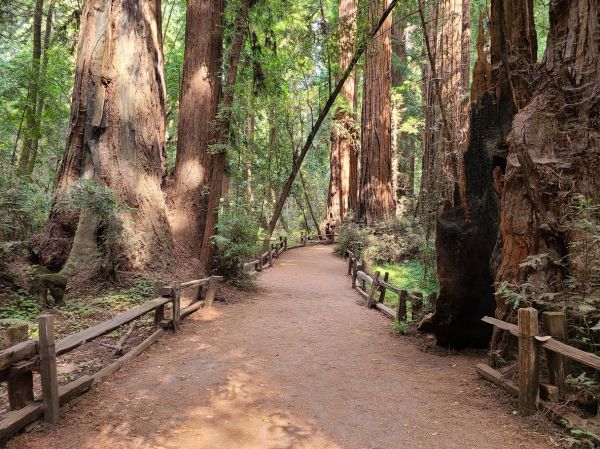Redwood Tree Pruning in Yuba City