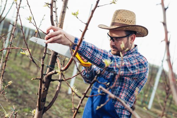 Orchard Tree Pruning in Yuba City
