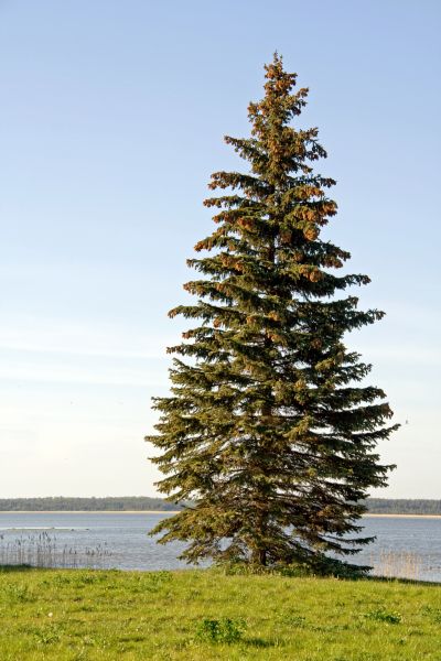 Spruce Tree Pruning in Yuba City