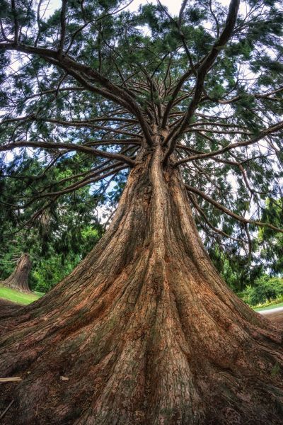 Cedar Tree Pruning in Yuba City