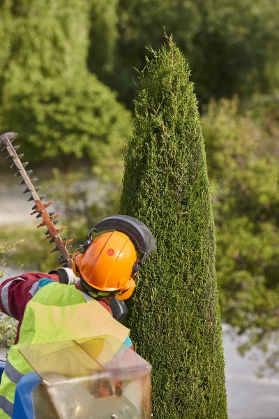 Cypress Tree Trimming in Yuba City