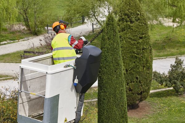 Cypress Tree Pruning in Yuba City