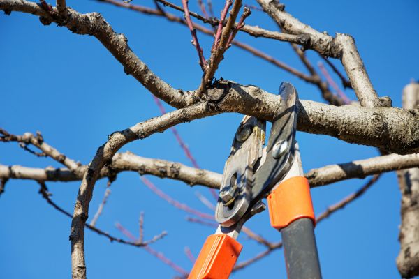 Peach Tree Trimming in Yuba City