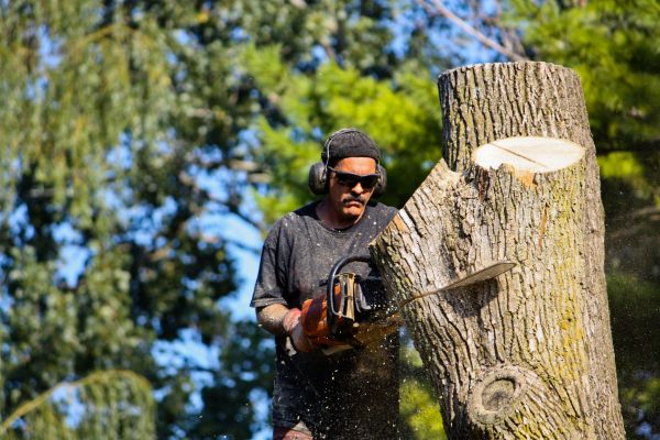 Ash Tree Pruning in Yuba City
