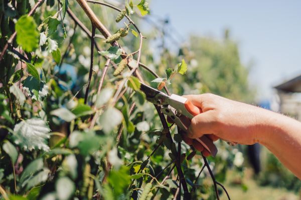 Birch Tree Pruning in Yuba City