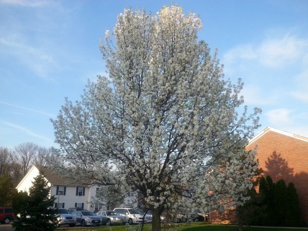 Bradford Pear Tree Pruning in Yuba City