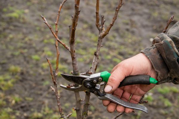 Pear Trees Pruning in Yuba City
