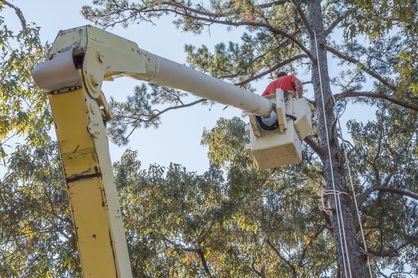 Limbs Trimming in Yuba City