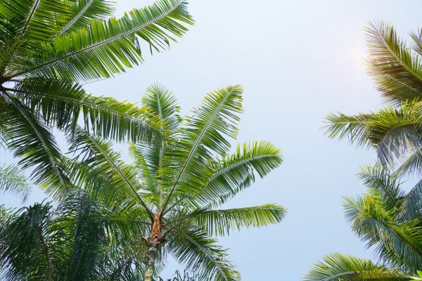 Queen Palm Tree Trimming in Yuba City