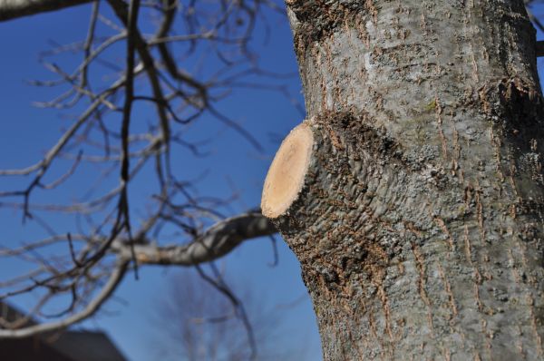Limb Pruning in Yuba City