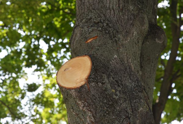 Limb Cutting in Yuba City