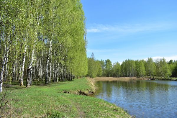 River Birch Pruning in Yuba City