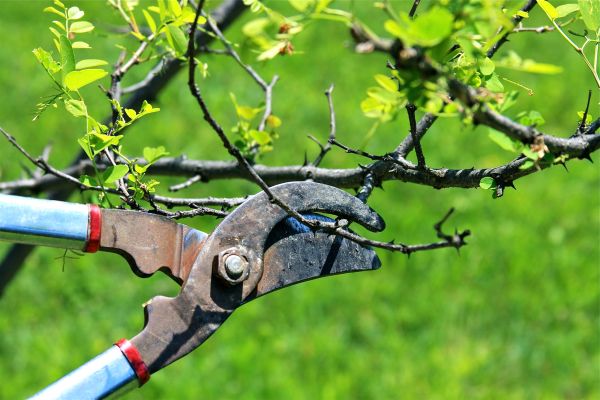 Branches Pruning in Yuba City