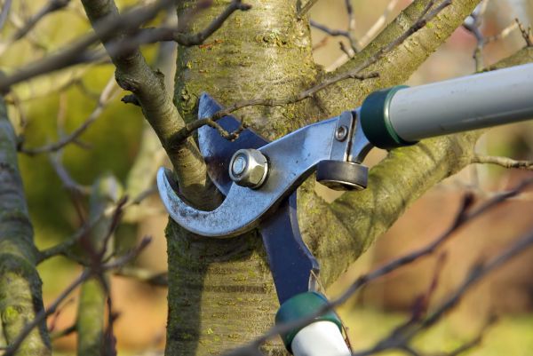 Tree Limb Trimming Service in Yuba City