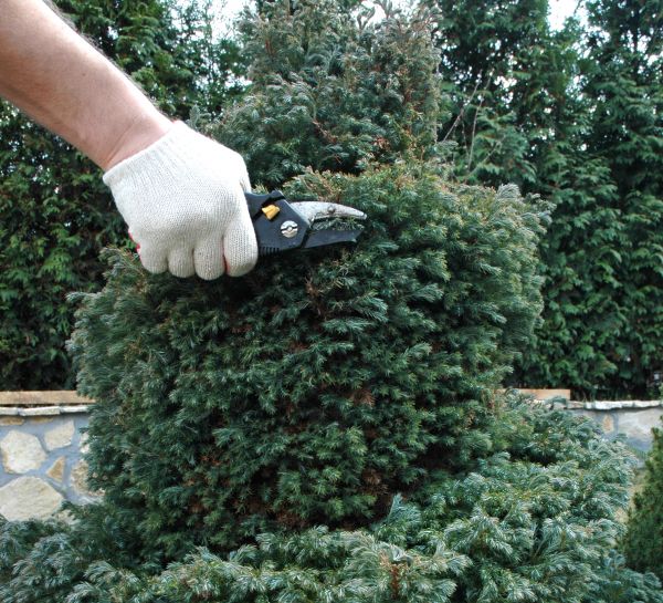Ornamental Tree Trimming in Yuba City