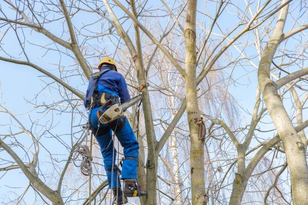 Large Tree Trimming in Yuba City