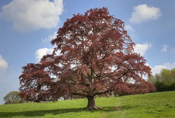 Beech Tree Pruning in Yuba City