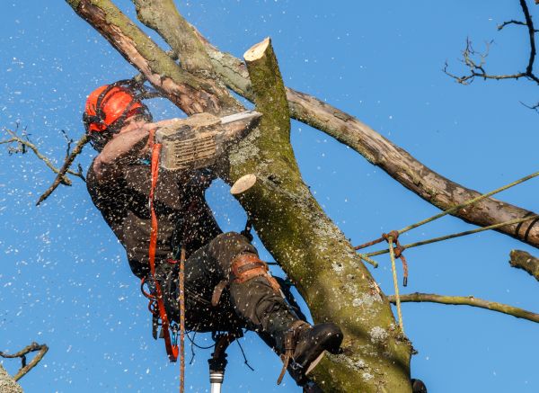 Tree Trimming Service in Yuba City
