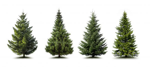 Cost of Pine Tree Trimming in Yuba City