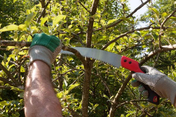 Apple Tree Trimming in Yuba City