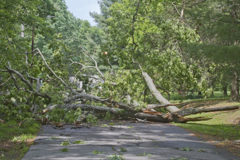 Storm Damage Tree Fallen on Road