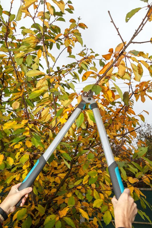 Orchard Tree Pruning