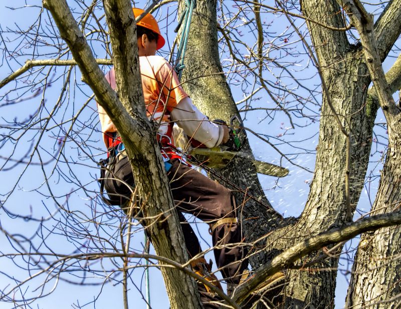 Seasonal Tree Trimming